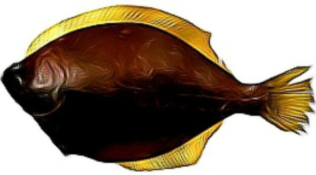 Yellowfin Sole