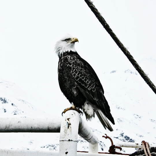 eagle in Unalaska, AK