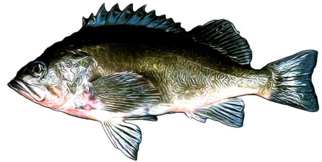 Dusky Rockfish